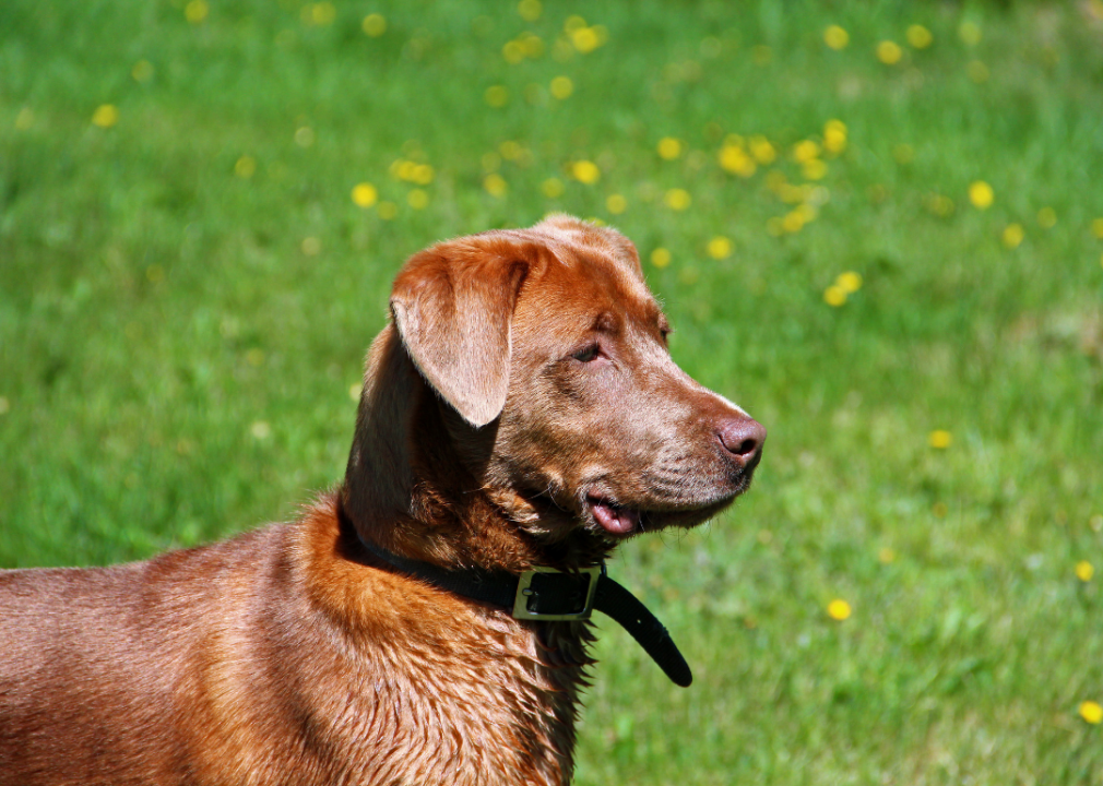 #7. Chesapeake Bay retriever